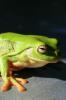 Treefrog - iPhone